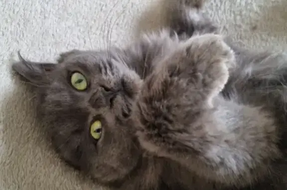 Animaux perdus , photo: Chatte grise perdue à La Forest