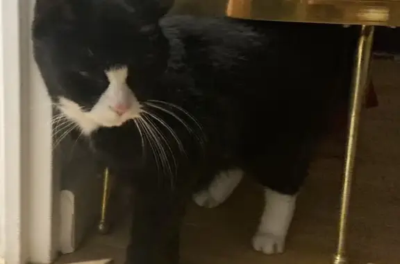 Chat noir et blanc perdu - photo