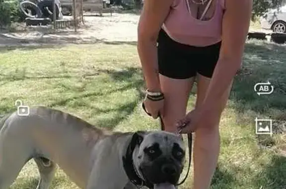 Help Find Lost Boerboel Puppy in Cape Town!