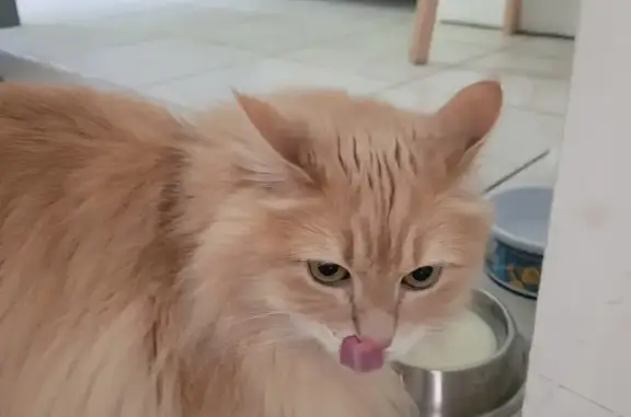 Chat perdu, , photo: Chat roux perdu à La Ferrière