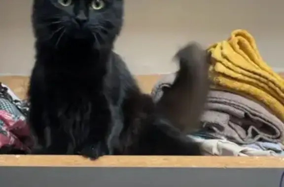 Animaux perdus Valmont, photo: Chatte Sushi perdue à Valmont
