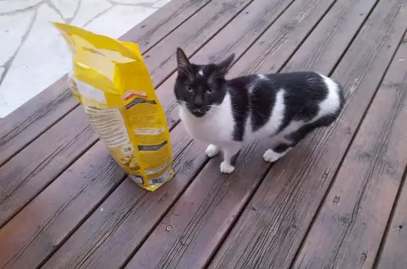 Chatte perdue, câline, queue coupée - photo
