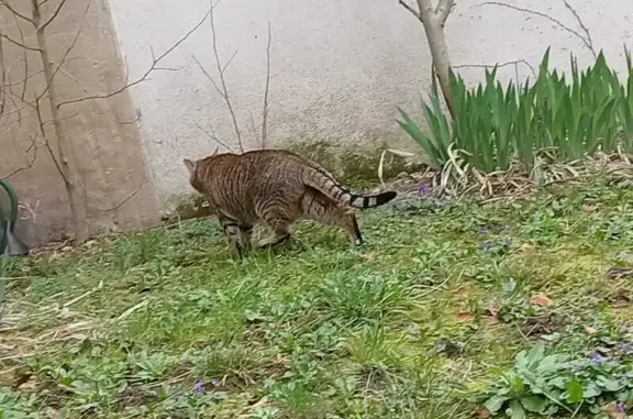 Chat craintif trouvé à Lyon - photo