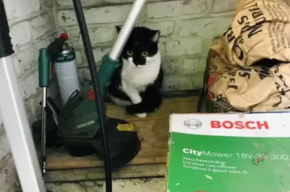 Chat jeune mâle trouvé à Maromme - photo