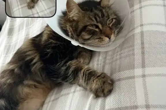 Chat perdu, Désertines, photo: Chat Prince disparu à Desertines