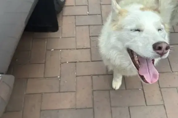 Lost Husky Found on Mercury St, Benoni!