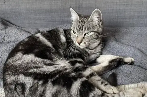 Chat doux trouvé à Courthézon - photo