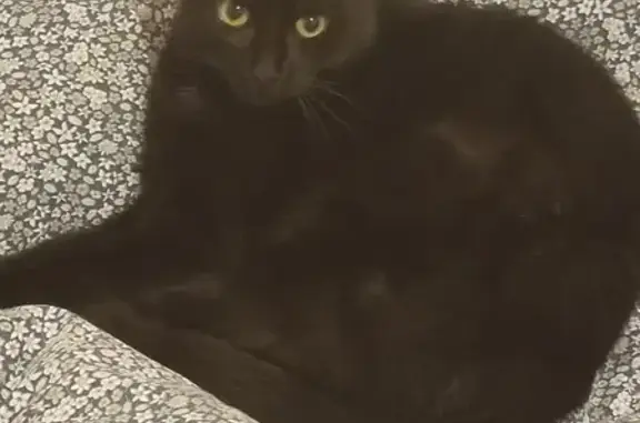 Animaux perdus Pessac, photo: Chat noir aux yeux verts perdu