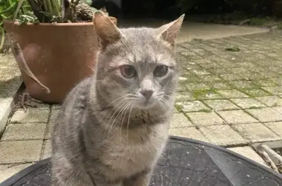 Chat gris mâle perdu, œil vitré - photo