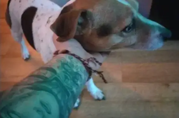 Chien perdu retrouvé à Rennes - photo