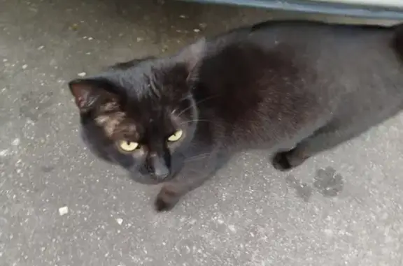 Chat sociable trouvé à Nancy - photo