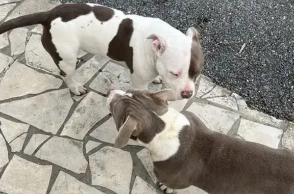 Chiens trouvés à Cagnon, Pauillac - photo