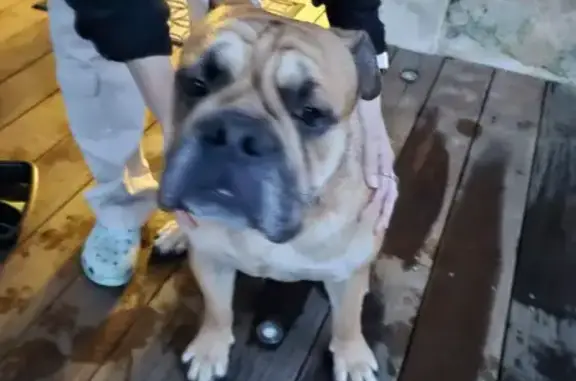Animaux trouvés Génissac, photo: Chien bulldog perdu à Génissac