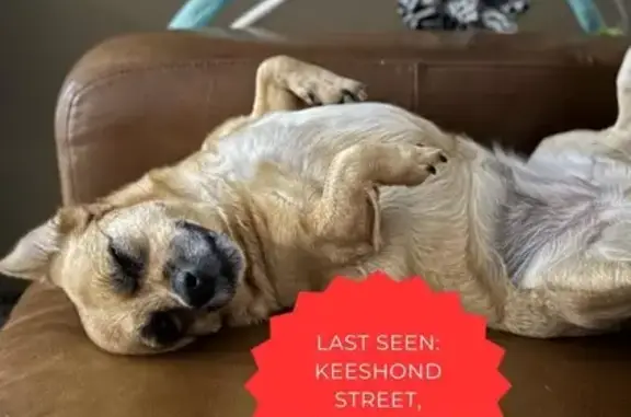 Lost Dachshund Mix: Brown, Plump - 645 Keeshond St!