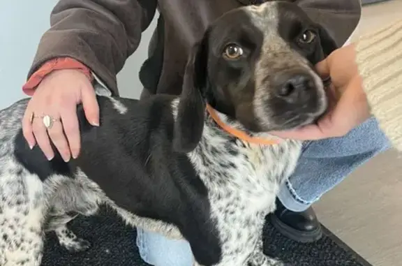Chien errant trouvé près de Lidl - photo