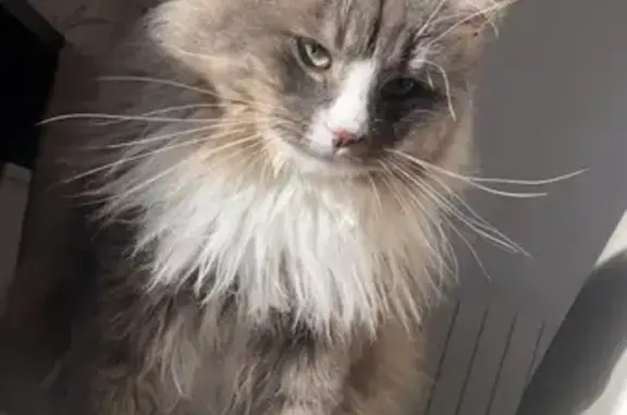 Animaux perdus Plouigneau, photo: Chat Symba perdu près de Morlaix