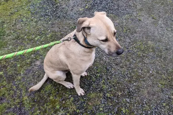 Animaux trouvés Betton, photo: Chien beige perdu retrouvé D97