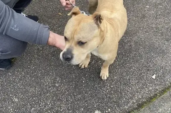 Chien beige perdu: Rue des Vignes - photo