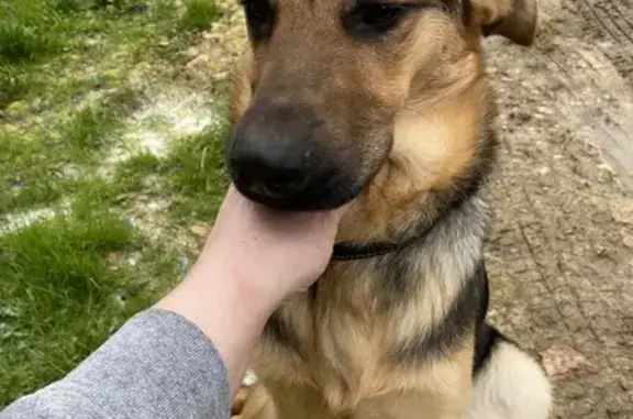 Chien croisé fauve perdu à Guêprei - photo