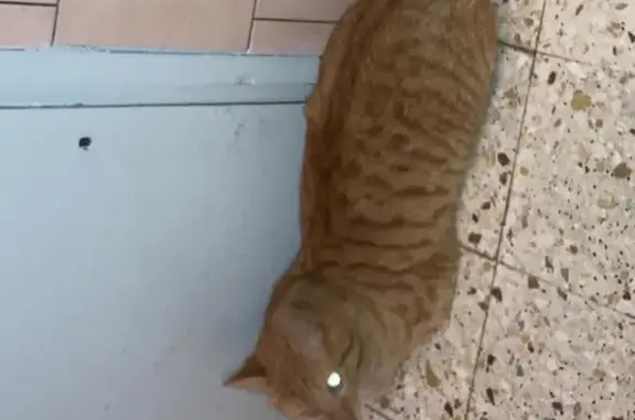 Chat roux trouvé aux Noës-prés-Troyes - photo