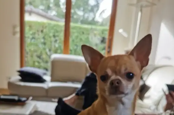 Animaux perdus , photo: Spike le chihuahua perdu