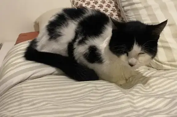 Chat perdu retrouvé à Saint-Nazaire - photo
