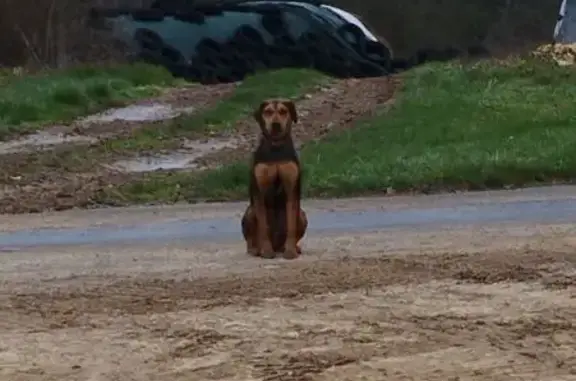 Chien perdu , photo : Alerte: Deux chiens perdus!