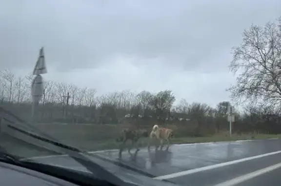 Deux chiens errants à Sérignan - photo