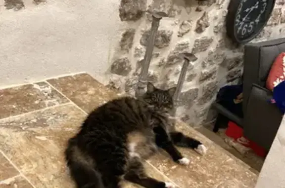 Chat perdu, Laval, photo: Avis de recherche: Chat Chewie