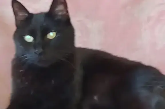 Lost Big Black Cat, Green Eyes - Fremantle!