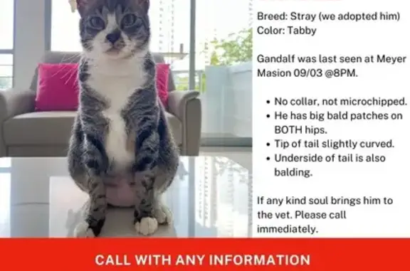 Lost Tabby Cat Near Meyer Road - Help Find!