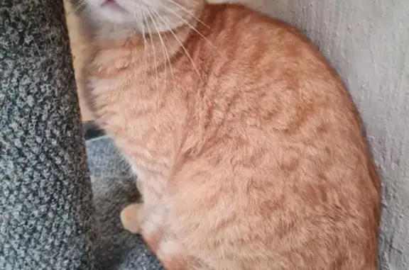 Lost Gingers Found: Northmead Benoni Cats!