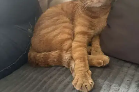 Chat perdu retrouvé au Mée-sur-Seine - photo
