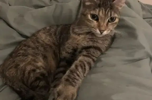 Animaux perdus Marcq-en-Barœul, photo: Chaton tigré perdu à Marcq-en-Barœul