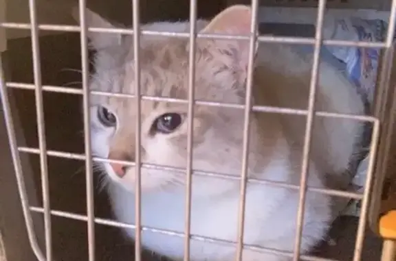 Chat perdu à Chaponost, 2 ans - photo