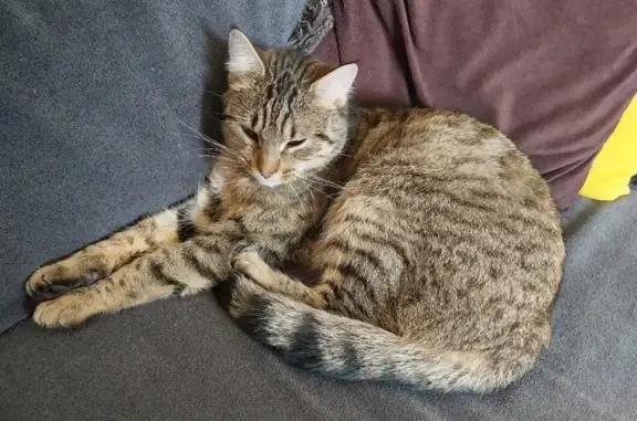 Animaux perdus Rethel, photo: Chat gris tigré perdu à Rethel