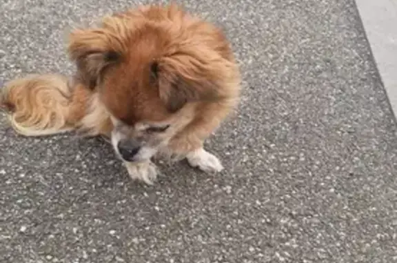 Chien trouvé Bernardswiller, photo: Chihuahua poilu abandonné retrouvé