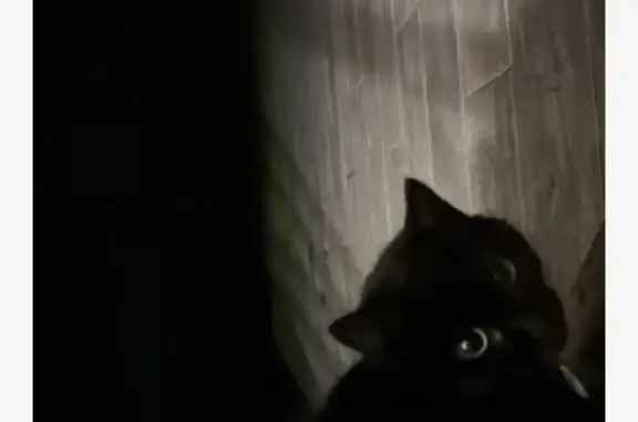 Chatte noire aux yeux verts trouvée - photo