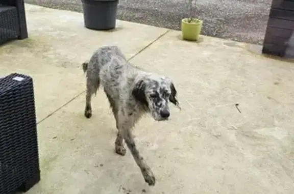 Setter perdu à Cestas trouvé - photo