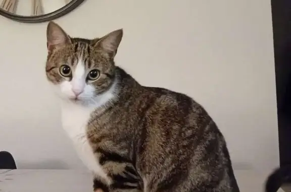 Animaux perdus Thise, photo: Chatte perdue à Thise, Egraffeux 6