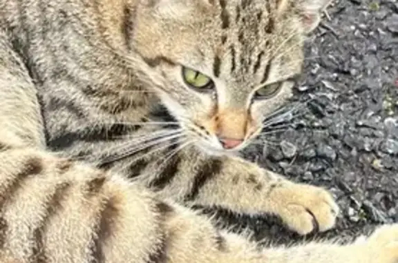 Chat tacheté sociable trouvé à Blain - photo
