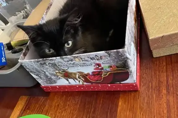 Missing cat , photo: Lost Black & White Cat in Brimbank - Help!