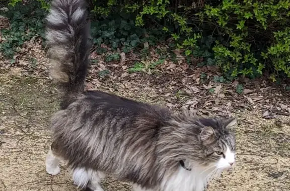 Chat gris-blanc perdu à Sèvremont - photo