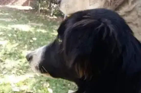 Lost Border Collie in Kempton Park - Help!