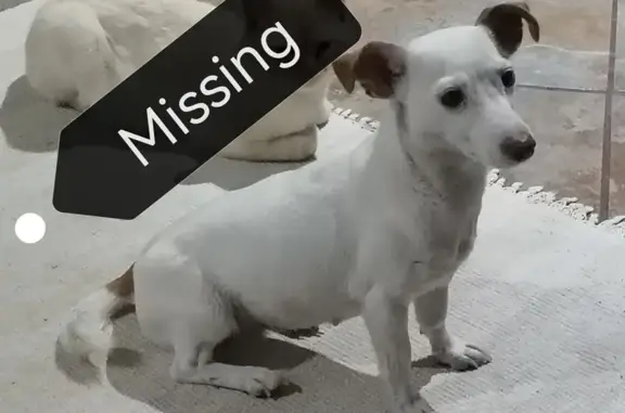 Lost White Jack Russell - Ham St. #7, Roodepoort