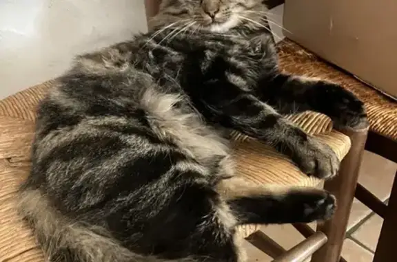 Chat écaille mâle perdu - Couddes - photo