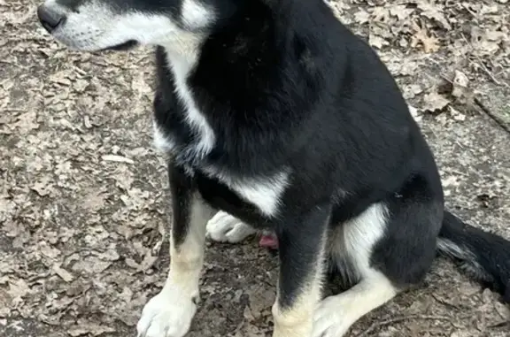Chien non castré trouvé à Couddes - photo