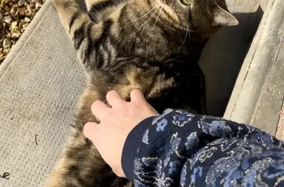 Animaux perdus Dreux, photo: Chat tigré perdu à Dreux