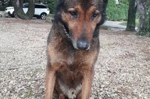 Chien perdu à L'Isle-sur-Sorgue - photo