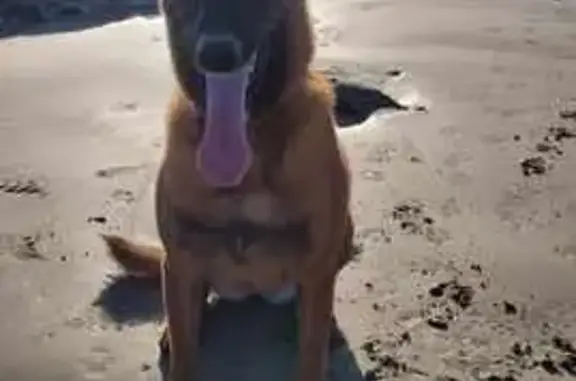Chien perdu Noyal-sur-Vilaine, photo : Chien perdu à Noyal, 60, Champ